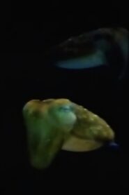 Aliens From Inner Space – 1983 – Online In Netflix