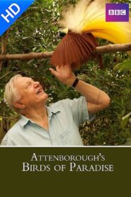 Birds of Paradise – 2010 – Online In Netflix