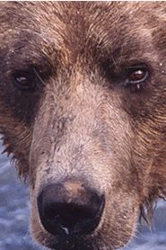 Showdown at Grizzly River Online In Netflix