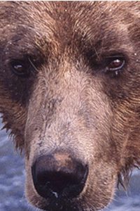Showdown at Grizzly River Online In Netflix