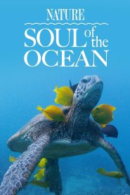 Soul of the Ocean Online In Netflix