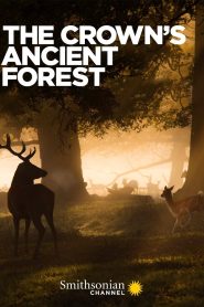 The Crown’s Ancient Forest Online In Netflix
