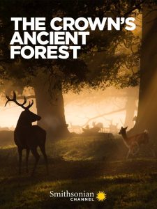 The Crown’s Ancient Forest Online In Netflix
