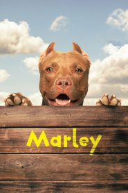 Marley Online In Netflix