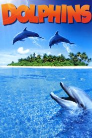 Dolphins Online In Netflix