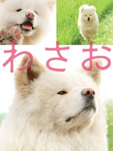わさお Online In Netflix