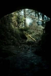 The Beast Online In Netflix