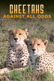 Cheetahs Against All Odds Online In Netflix