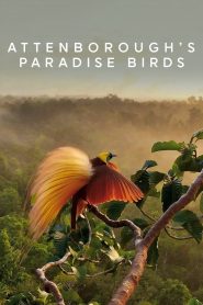 Attenborough’s Paradise Birds Online In Netflix