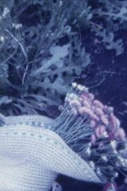 HINA Online En Netflix