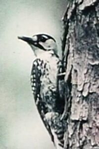 Natural History Online En Netflix