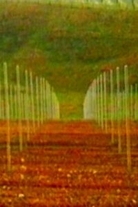 Vigneti Online En Netflix