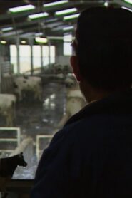 Des taureaux et des vaches Online En Netflix