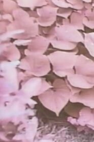 YBO2 canon Online En Netflix