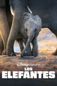 Elefante Online En Netflix