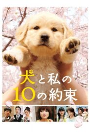 犬と私の10の約束 Online En Netflix