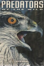 Predators of the Wild: Hawk Online En Netflix