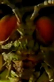 Ghosts of Fear Street: Return of the Bugman Online En Netflix