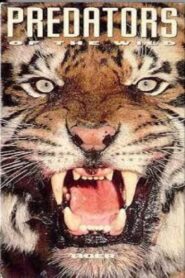 Predators of the Wild: Tiger Online En Netflix