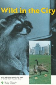 Wild in the City Online En Netflix