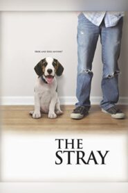 The Stray Online En Netflix