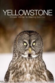 Yellowstone: Wildest Winter to Blazing Summer 2017 En Netflix