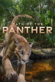 Path of the Panther Online En Netflix