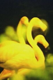 エリスの涙 Online En Netflix