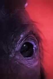 Dog Day – Rome Online En Netflix