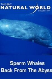 Sperm Whales: Back from the Abyss Online En Netflix