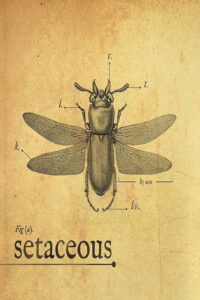 Setaceous Online En Netflix
