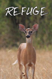 Refuge 2011 En Netflix