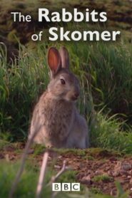 The Rabbits of Skomer Online En Netflix