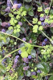 Terce Online En Netflix